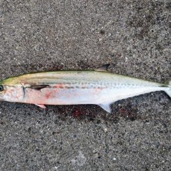 サゴシ、サゴシ