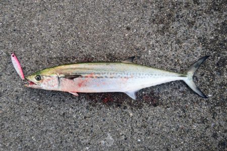 サゴシ、サゴシ