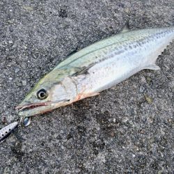 今日もサゴシいます