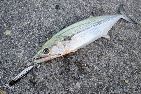 今日もサゴシいます