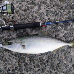 青物フィーバー