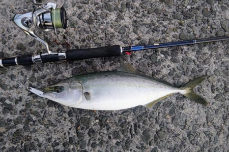 青物フィーバー