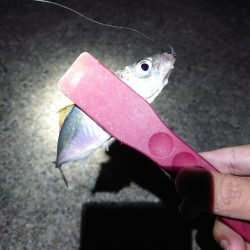 西二見漁港でアジング