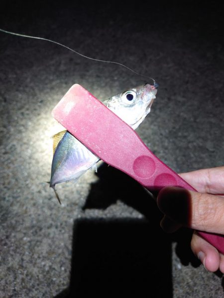 西二見漁港でアジング