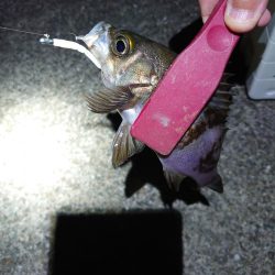 アジングのつもりがメバル