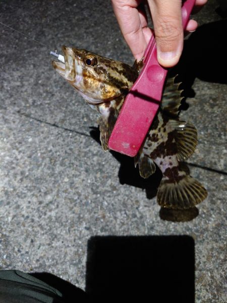 アジングのつもりが五目