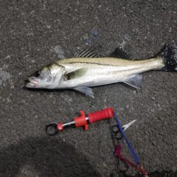 久しぶりのスズキ