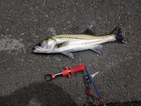 久しぶりのスズキ