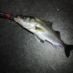 まさかのシーバス3匹