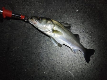 まさかのシーバス3匹