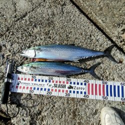 サゴシ　関東ではサワラ