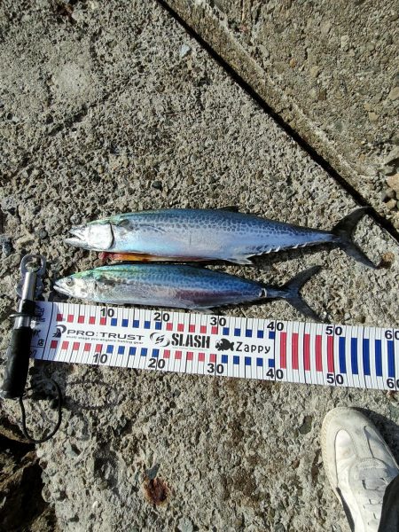 サゴシ　関東ではサワラ