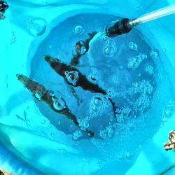 サビキ釣りでしか