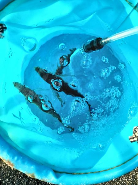 サビキ釣りでしか