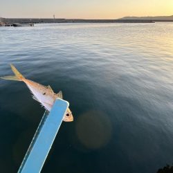 サビキまだ行けそう