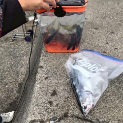 さびきでオニカサゴ