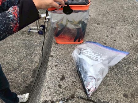 さびきでオニカサゴ