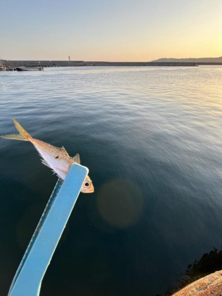 サビキまだ行けそう