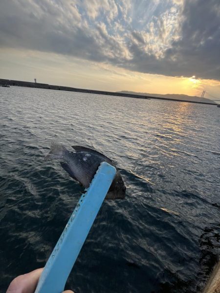 サビキも終盤？！