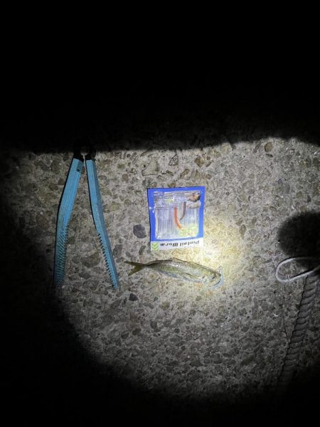 サビキギリギリ行けそう