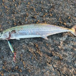 初サゴっつわぁん〜