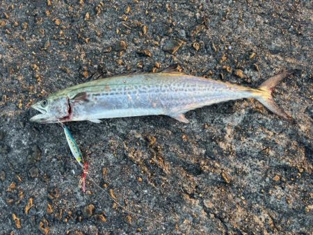 初サゴっつわぁん〜