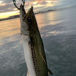 朝マヅメサゴシ