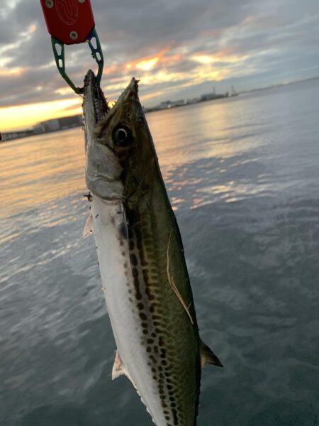 朝マヅメサゴシ