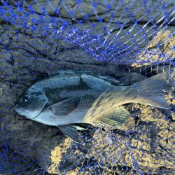 たかたかの釣り日記