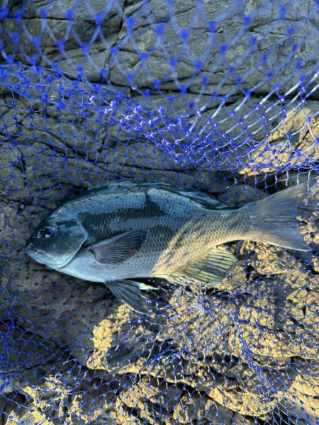 たかたかの釣り日記