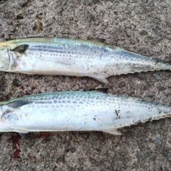 大阪湾サゴシ絶好調 ホームでサゴシ2匹