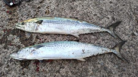 大阪湾サゴシ絶好調　ホームでサゴシ2匹