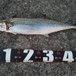 ホームでショアジギング、サゴシ53㎝