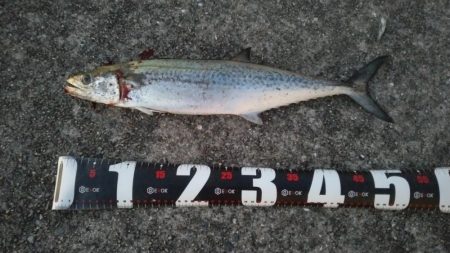 ホームでショアジギング、サゴシ53㎝