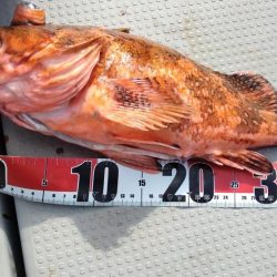 舞鶴沖でショアジギング 44cmの巨大ガシラゲット!