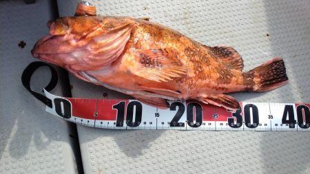 舞鶴沖でショアジギング 44cmの巨大ガシラゲット!