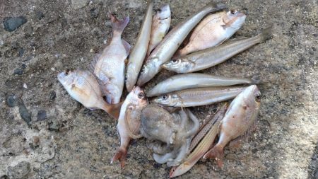 東二見北水路のキス調査