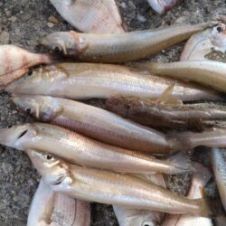 落ちギスが釣れ初めました