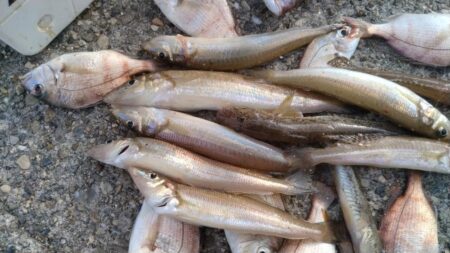 落ちギスが釣れ初めました