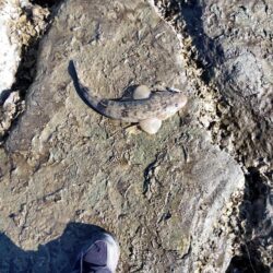 狙って、フラットが釣れた。釣行時間10分チョイ