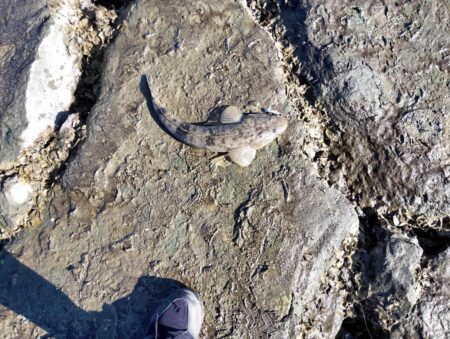 狙って、フラットが釣れた。釣行時間10分チョイ