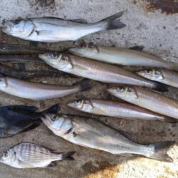 魚住漁港の落ちギス調査