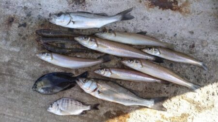 魚住漁港の落ちギス調査