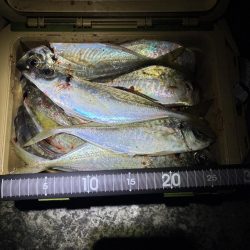 やっぱりアジングやなー