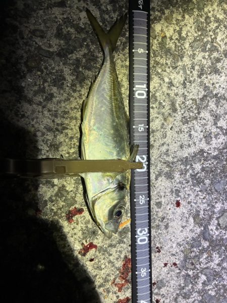 雨の前アジング