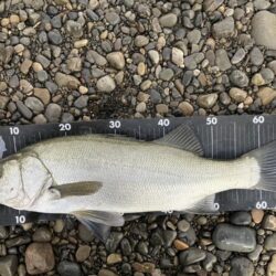 序盤　ヒラスズキ　