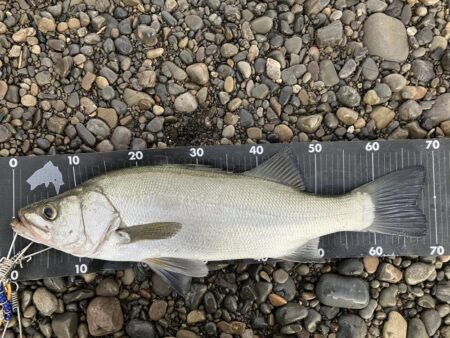 序盤　ヒラスズキ　