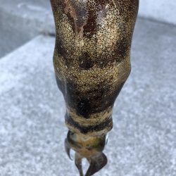 スーパーシャロー