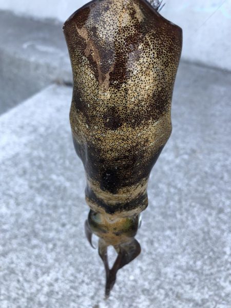 スーパーシャロー