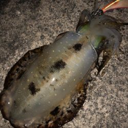 お正月のイカ探し